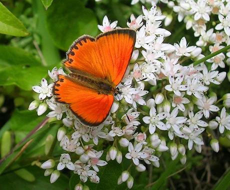 flowers and butterflies