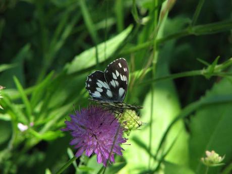 flowers and butterflies