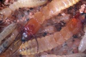Cerchi delle fate in Namibia: scoperta la vera causa, sono le termiti