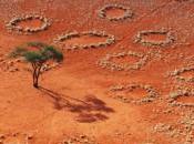 Cerchi delle fate Namibia: scoperta vera causa, sono termiti