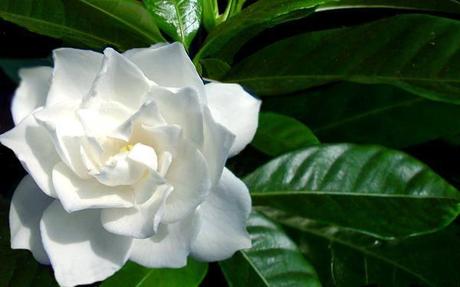 1gardenia