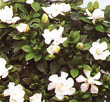 gardenia-jasminoides2