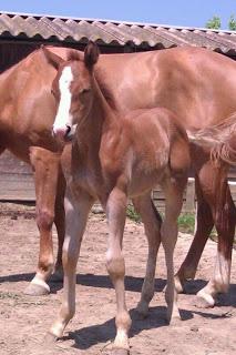 Settimane Verdi al Ranch Il Gelsomino