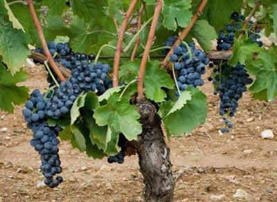 Cantina di Venosa antiche tradizioni e armonia di sapori