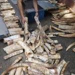 Filippine brucia cinque tonnellate di zanne di elefante03