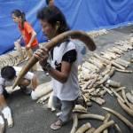 Filippine brucia cinque tonnellate di zanne di elefante02