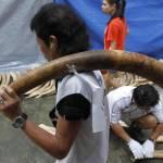 Filippine brucia cinque tonnellate di zanne di elefante06