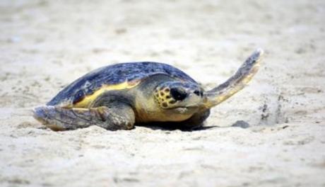 Wwf, una petizione per Pantelleria