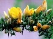 fiori bach gorse