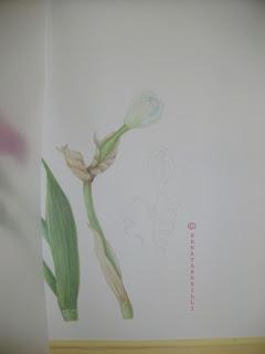 Iris germanica - work in progress