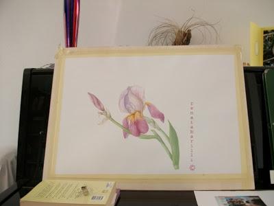 Iris germanica - work in progress