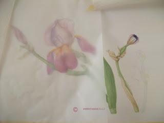 Iris germanica - work in progress