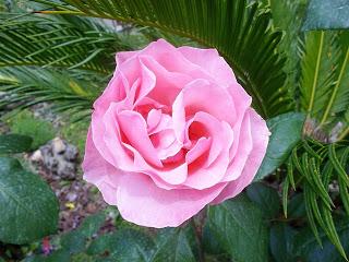 riassunto /all tomorrow parties