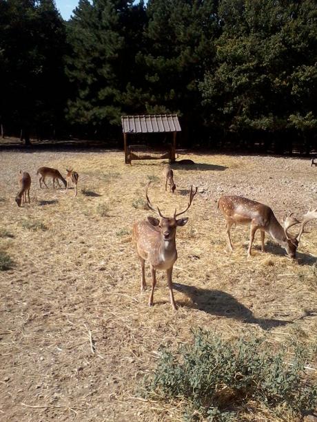 ATTENTI AL LUPO !! PARCO della MAJELLA