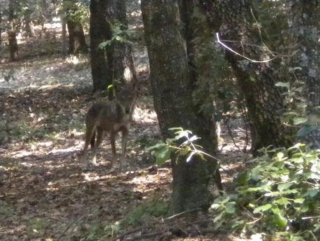 ATTENTI AL LUPO !! PARCO della MAJELLA