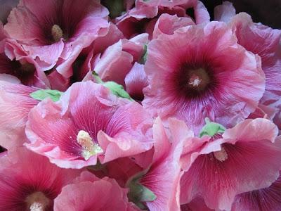 Tingere con l'alcea (o althea o althaea o malvone)