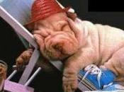 Come dorme (?!) sindaco Biundo