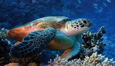 Video Turtle Day 2013 - Liberazione di una Caretta caretta nelle meravigliose acque siciliane