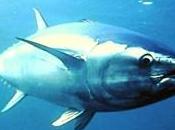 Firmato decreto sulla pesca "accidentale" tonno rosso. Respira comparto