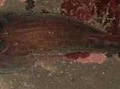 pesce papera