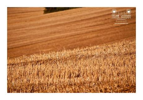 Get lost in the fields...