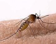 Estate 2013, ma le zanzare che fine hanno fatto?