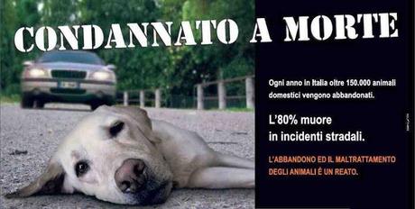 Ecco cosa può succedere ad un cane abbandonato