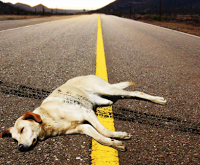 Chi abbandona il suo cane è tre volte miserabile