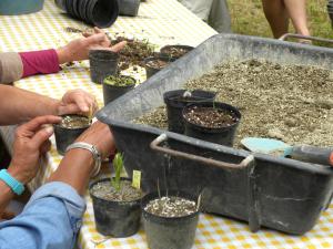 Floralpe  2-4 luglio 2010 (1)