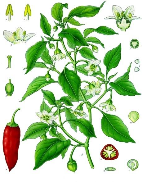 Il peperoncino: un po' di storia e proprietà