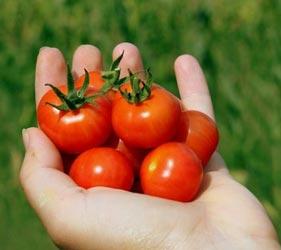 Una tradizione lunga secoli: la passata di pomodoro come rito familiare