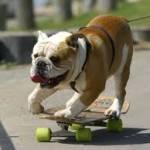 Tillman, il bulldog inglese fenomeno del surf (video)