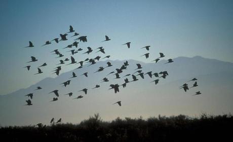 birds_flock