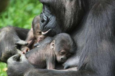 Evento rarissimo:una mamma gorilla partorisce due gemelli.