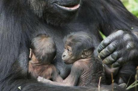 Evento rarissimo:una mamma gorilla partorisce due gemelli.