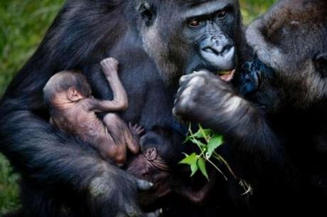 Evento rarissimo:una mamma gorilla partorisce due gemelli.