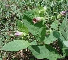 Intera famiglia in coma a Torino Cenano con insalata di Belladonna