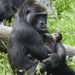 Due gemelli per mamma gorilla l'evento allo zoo di Arnhem02