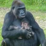 Due gemelli per mamma gorilla l'evento allo zoo di Arnhem01