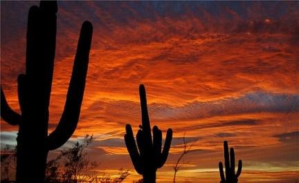 saguaro