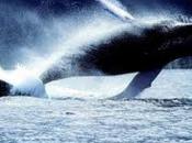 Caccia alle balene, l'Australia contro Giappone
