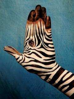 Zebra