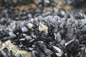 cozze1