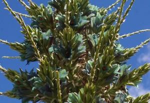 Puya Chilensis: è in fioritura la pianta che mangia le pecore