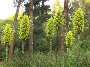 Puya Chilensis: è in fioritura la pianta che mangia le pecore