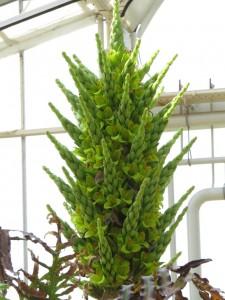 Puya Chilensis: è in fioritura la pianta che mangia le pecore