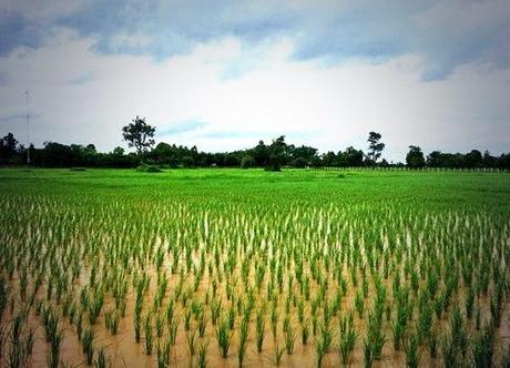 La Thailandia e il riso,