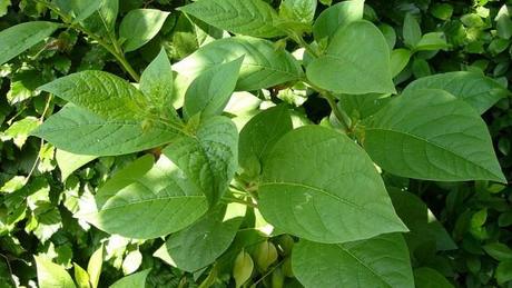 Belladonna, la pianta velenosa: proprietà, effetti e controindicazioni