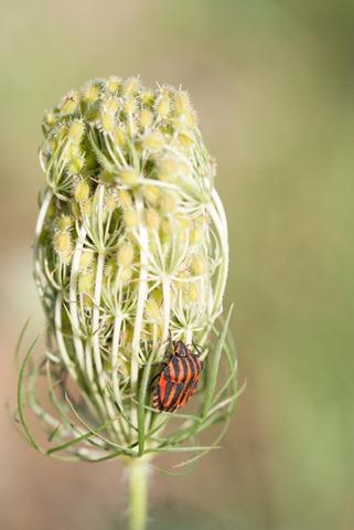 Macro climbing