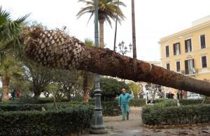 Trapani, si abbattono le palme colpite dal punteruolo